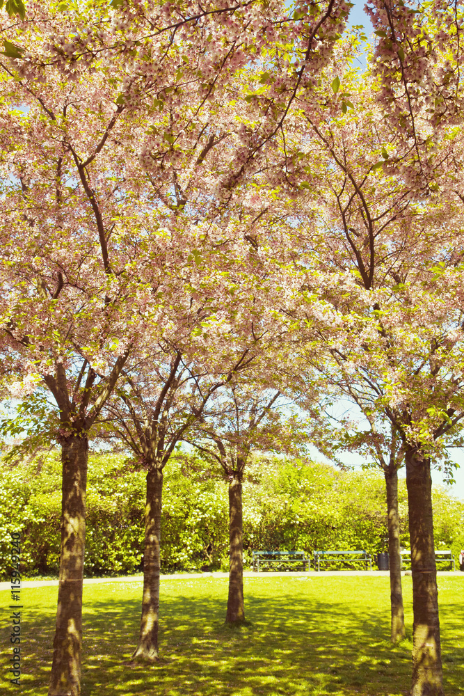 Sakura cherry trees full of beautiful blossoms at Langelinie Park, Copenhagen