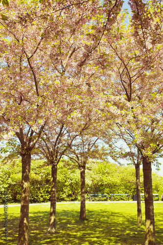 Fototapeta Naklejka Na Ścianę i Meble -  Sakura cherry trees full of beautiful blossoms at Langelinie Park, Copenhagen