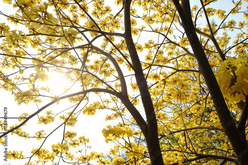 yellow flowers blooming 