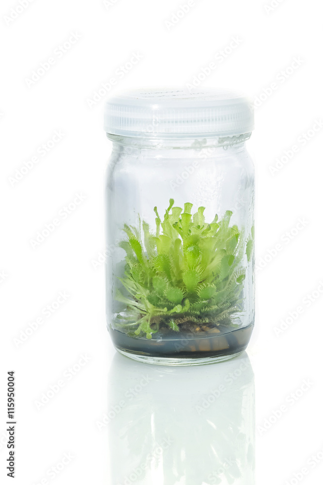 Sundew (Carnivorous Plant),Plant tissue culture in the laborator Sundew (Carnivorous Plant),Plant tissue culture in the laborator