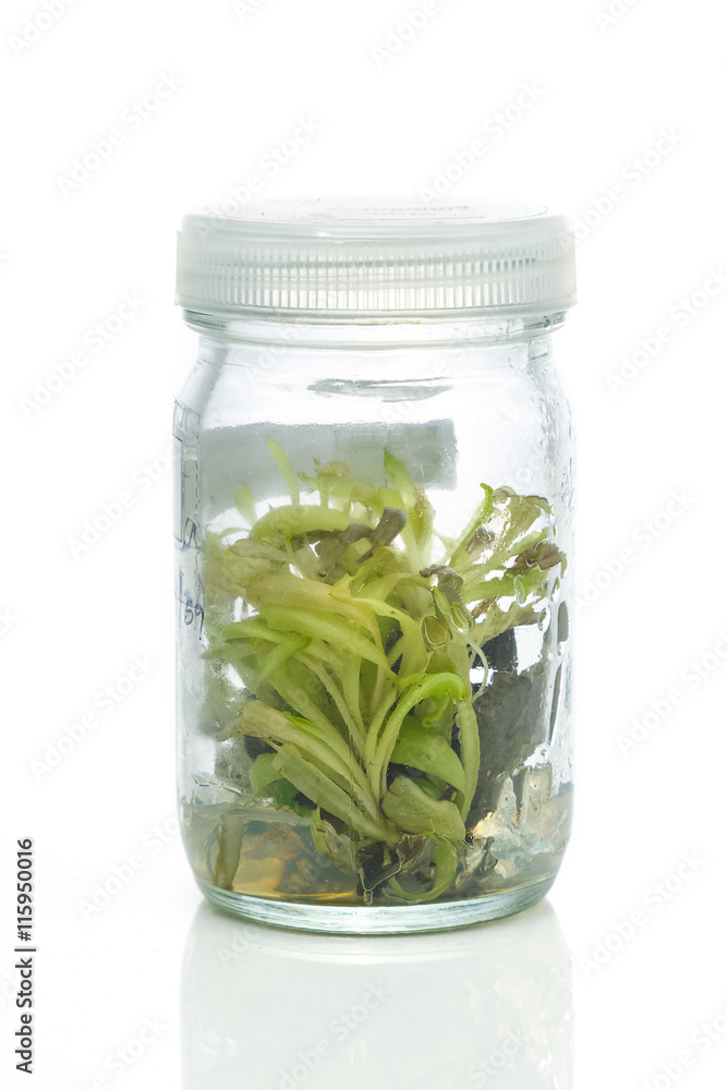 Sundew (Carnivorous Plant),Plant tissue culture in the laborator Sundew (Carnivorous Plant),Plant tissue culture in the laborator