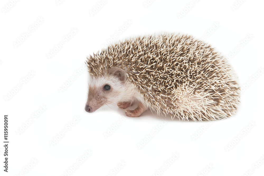 Obraz premium Hedgehog isolate on white background