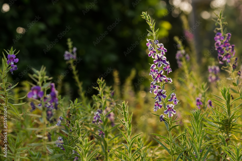 White, Purple flower in the evening sunlight White, Purple flower in the evening sunlight