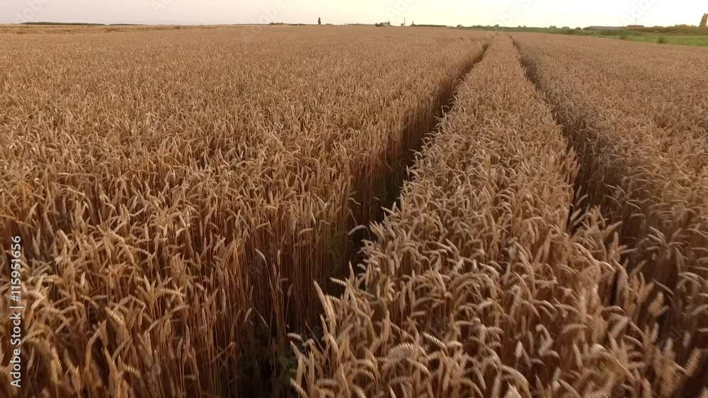 Aerial shot of golden wheat fields at summer just before harvest Aerial shot of golden wheat fields at summer just before harvest