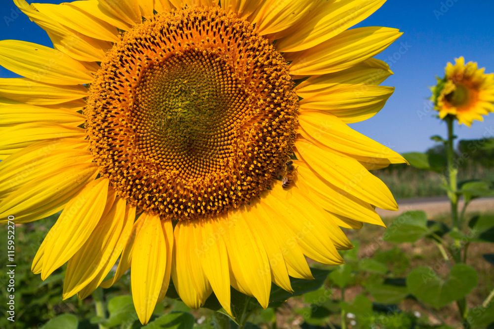 Sunflowers on the field ripen during the summer Sunflowers on the field ripen during the summer