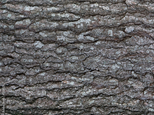 Fototapeta Tree bark texture