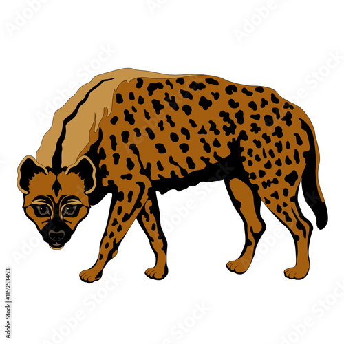 adult hyena spotted color black