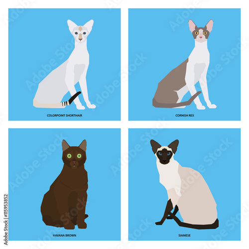 Set of cat breeds, vector illustration