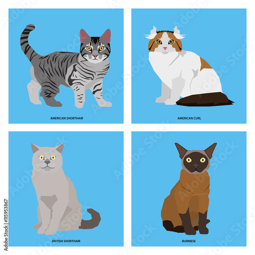 Set of cat breeds, vector illustration