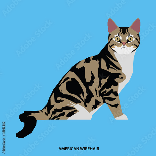 Cat breed, vector illustration
