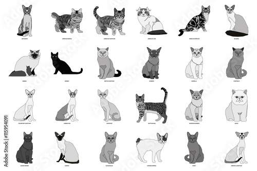 Fotografie Set of cat breeds, vector illustration