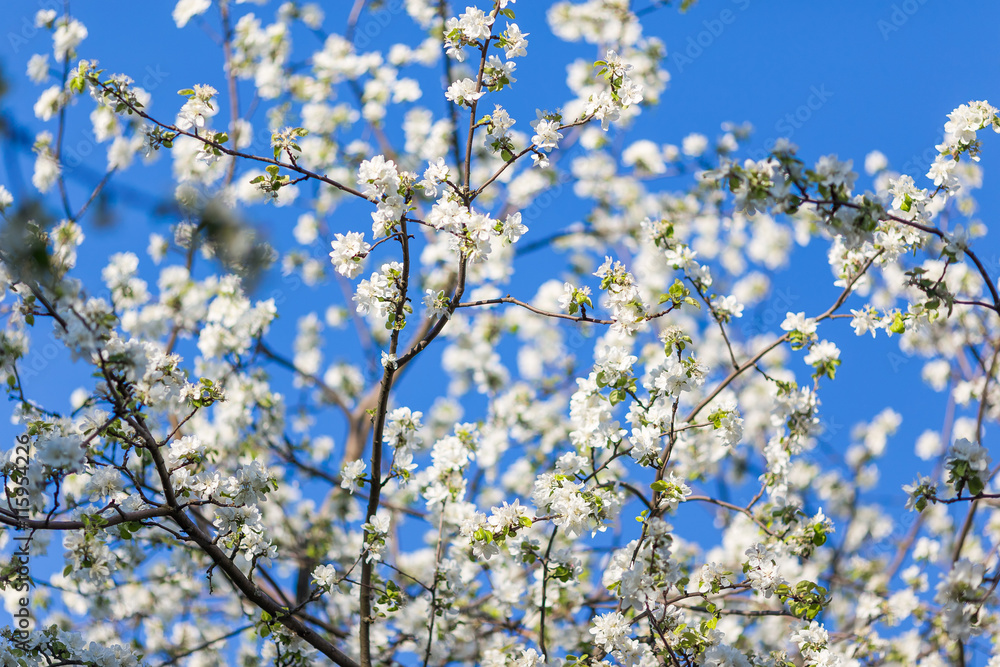 Spring blossoms apple tree in sunny day Spring blossoms apple tree in sunny day
