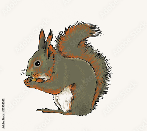 Little squirrel is gnawing nuts.
