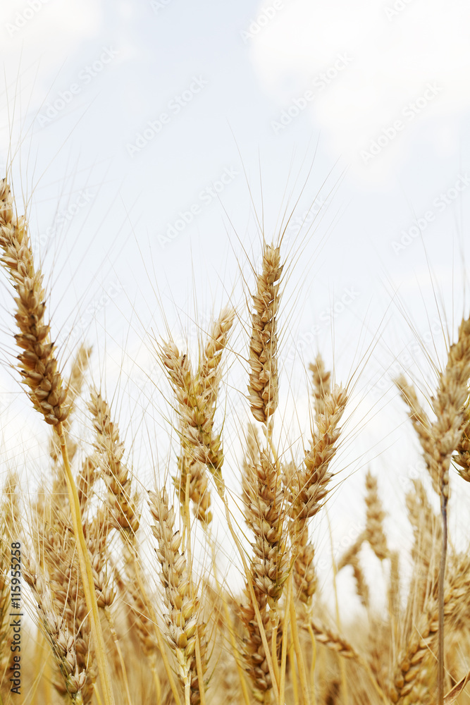 Fototapeta premium Field of wheat