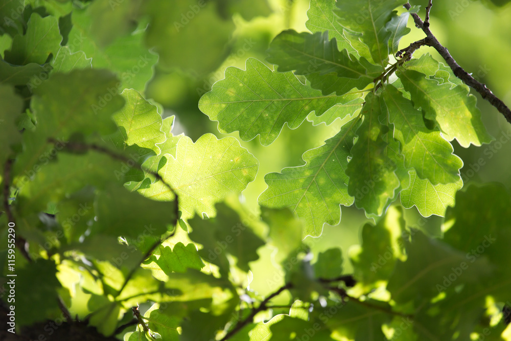 green oak leaves in nature green oak leaves in nature
