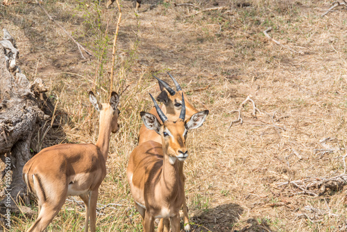 Gazelles in the Kruger National Park  photo