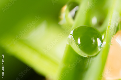 Water drops on the fresh green shoot. Super Macro © schankz