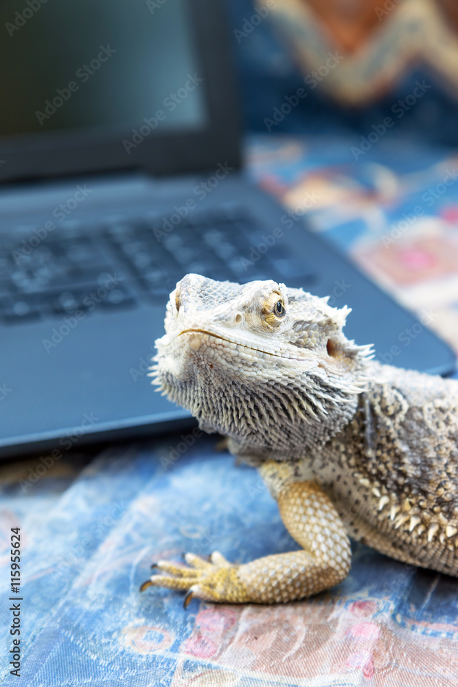 Naklejka premium Closeup view of Agama lizard lying on a sofa in front of a open laptop. Agama is looking at the camera. All potential trademarks are removed. Vertically. 