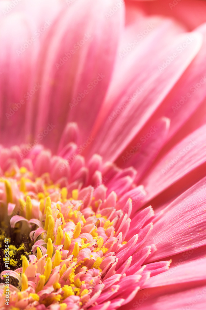 Pink Chrysanthemum flower closeup. Vertically. Pink Chrysanthemum flower closeup. Vertically.