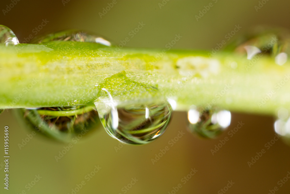 Fototapeta premium drops of dew on the grass. macro