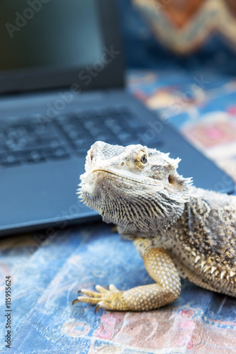Closeup view of Agama lizard lying on a sofa in front of a open laptop. Agama is looking at the camera. All potential trademarks are removed. Vertically. 