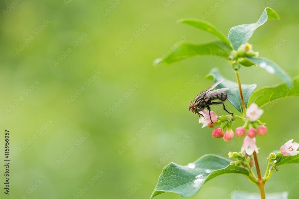 Macro of fly sitting on plant