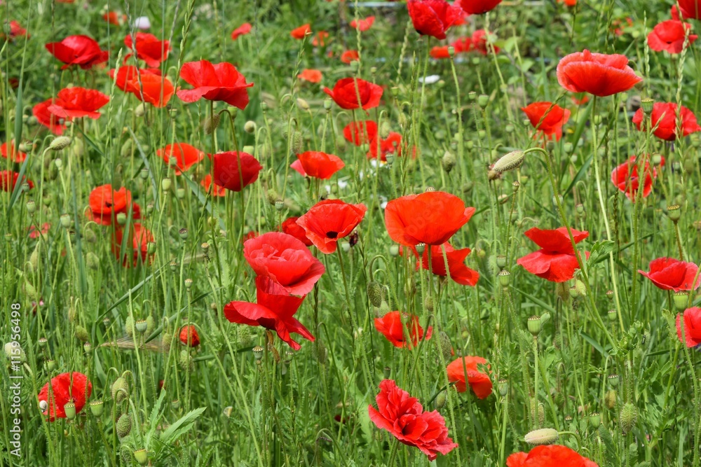 poppy flower summer