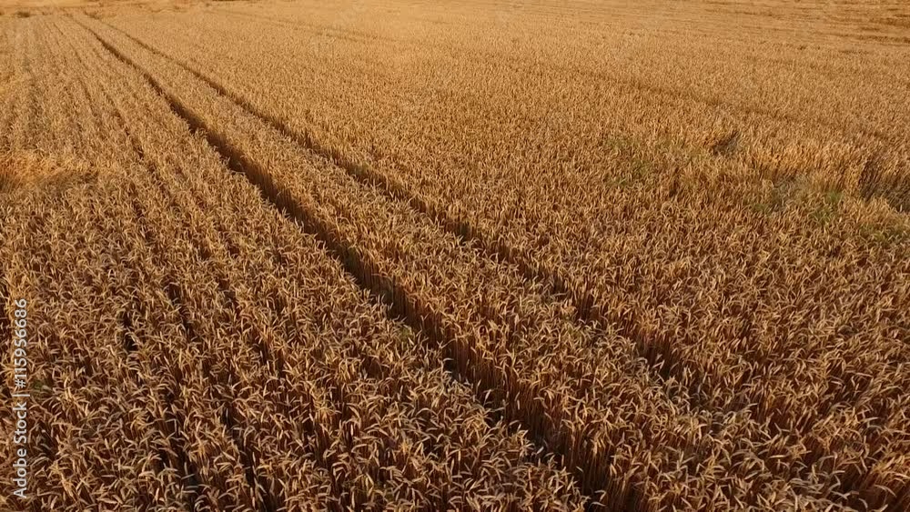 Aerial shot of golden wheat fields at summer just before harvest Aerial shot of golden wheat fields at summer just before harvest