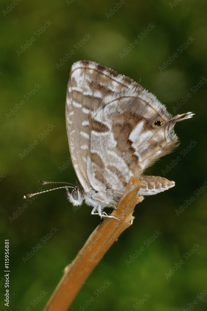 Fototapeta premium Farfalla (Cacyreus marshalli)