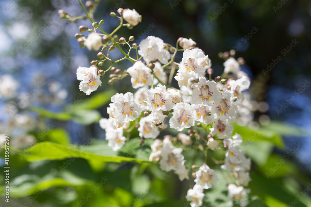 white flowers on the tree in nature white flowers on the tree in nature