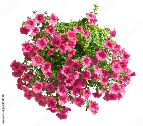 Hanging pot with pink althea flowers isolated on white