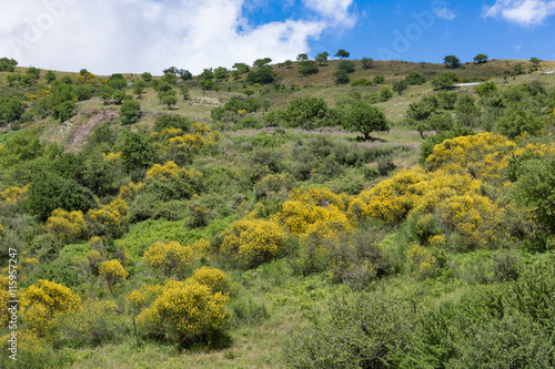 Quadro su tela Sicilian inland with mountains, blooming bushes and trees