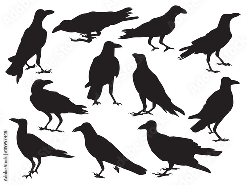 Set of crow realistic icon silhouette isolated on white background in different action, raven standing shadow