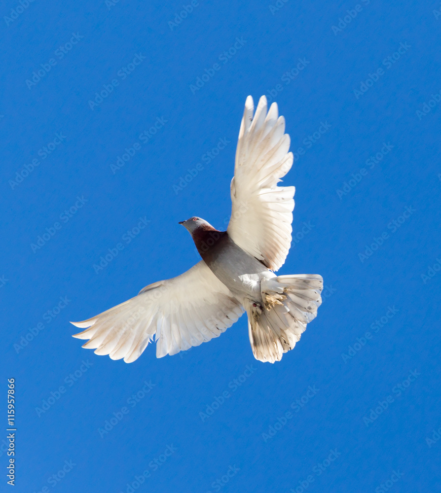 Obraz premium One pigeon in flight against a blue sky