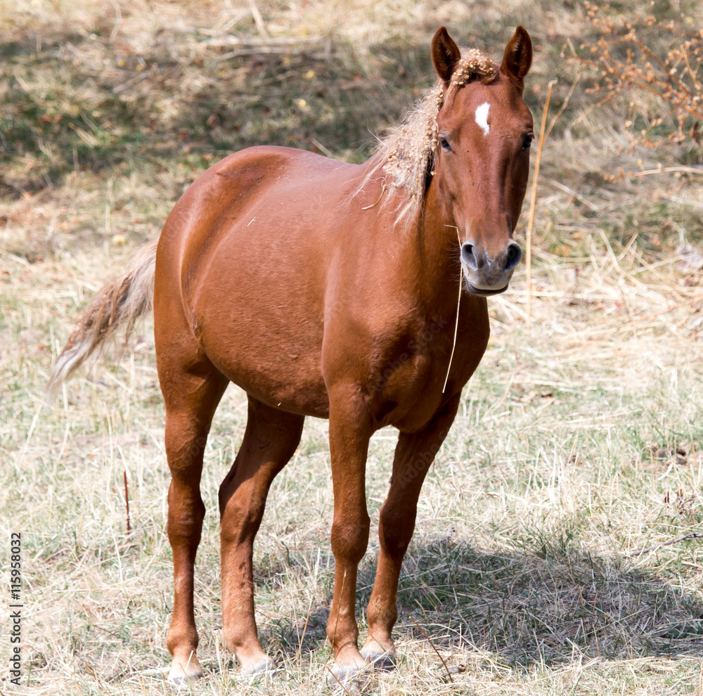 a horse in a pasture in nature a horse in a pasture in nature