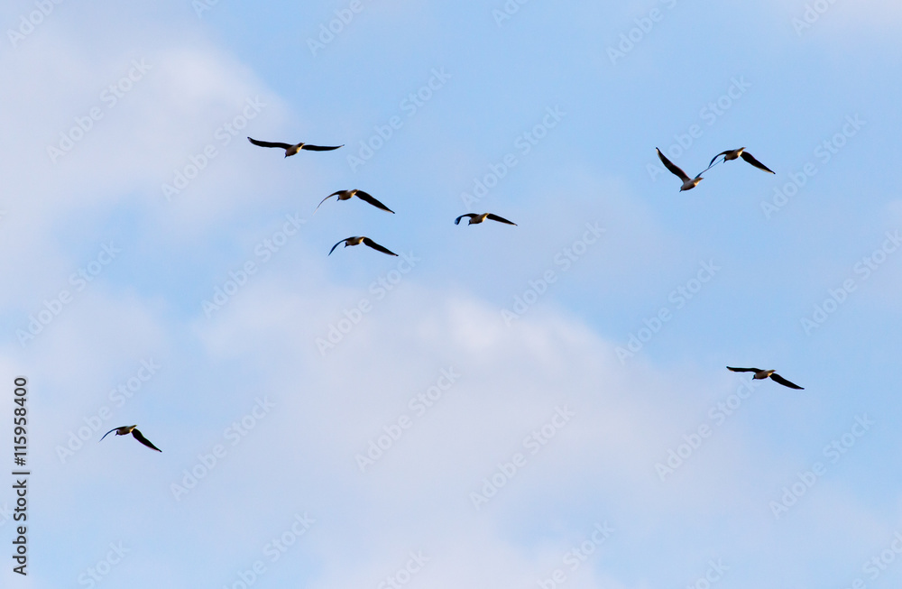 A flock of seagulls flying in the sky