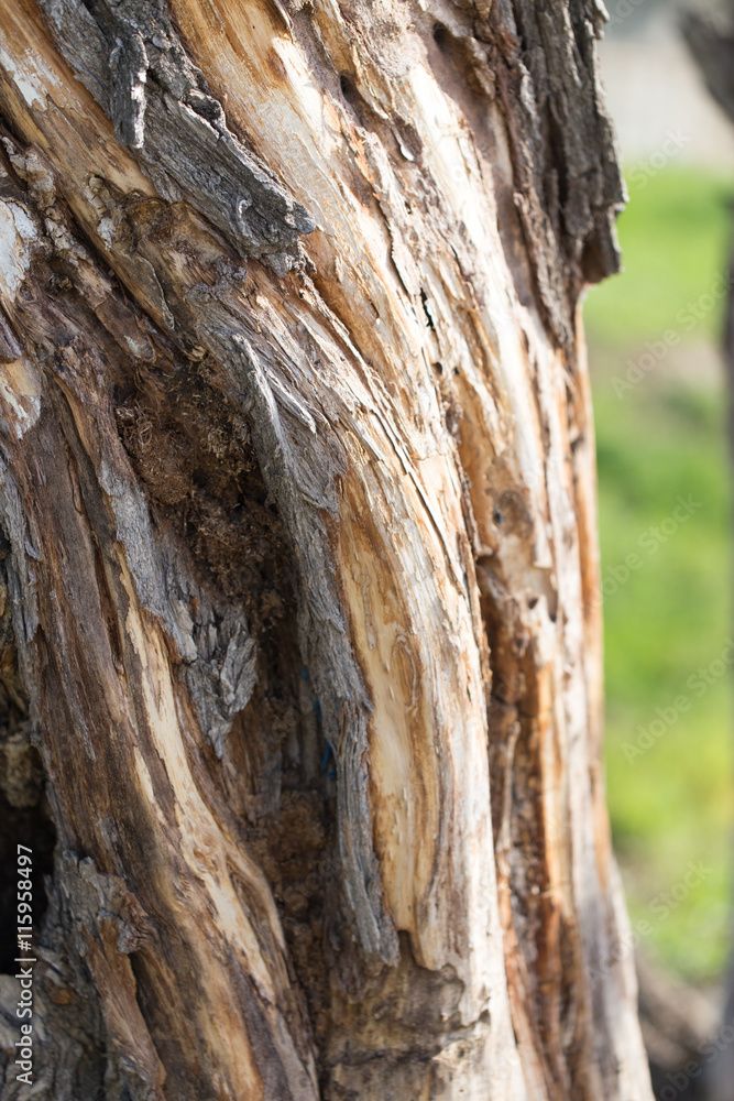 old tree trunk as background