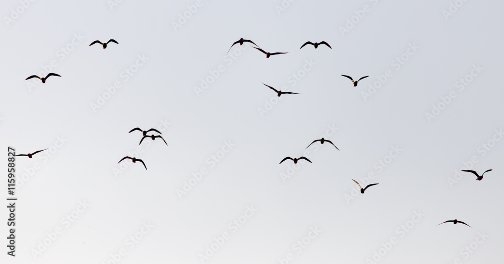 Naklejka premium a flock of seagulls in the sky at sunset