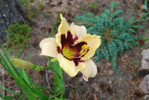 Daylily Hemerocallis 'Moonlit Masquerade' flower.