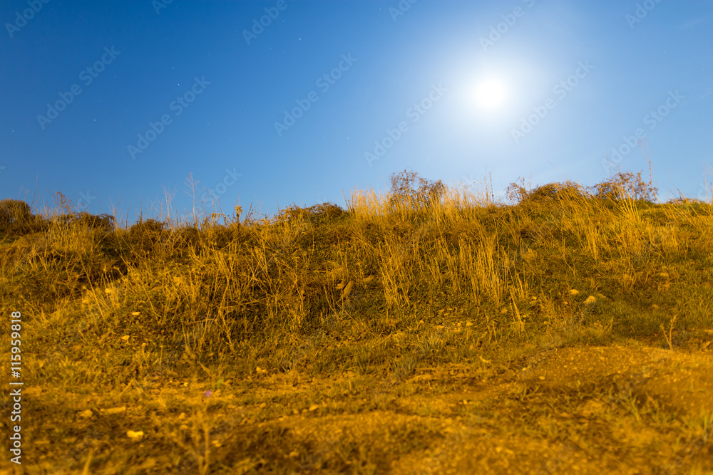 Fototapeta premium dry grass in a field in the moonlight night