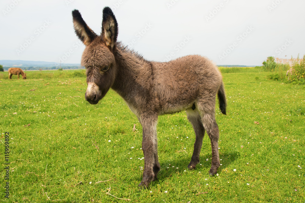 Obraz premium Baby donkey