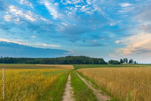 Beautiful cereal fields under cloudy sky at sunset