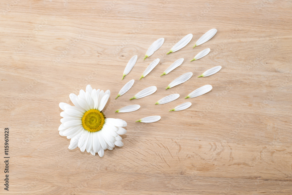 Obraz premium Daisy flower head with petals