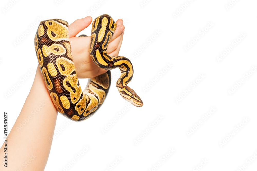 Obraz premium Picture of Royal or Ball python on kid's hand