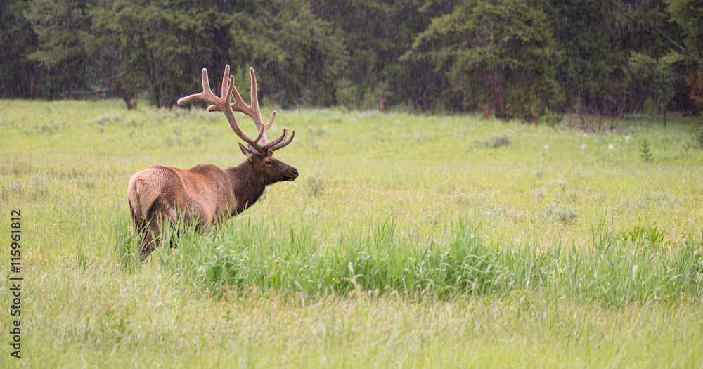 Obraz premium Large Bull Elk Western Wildlife Yellowstone National Park