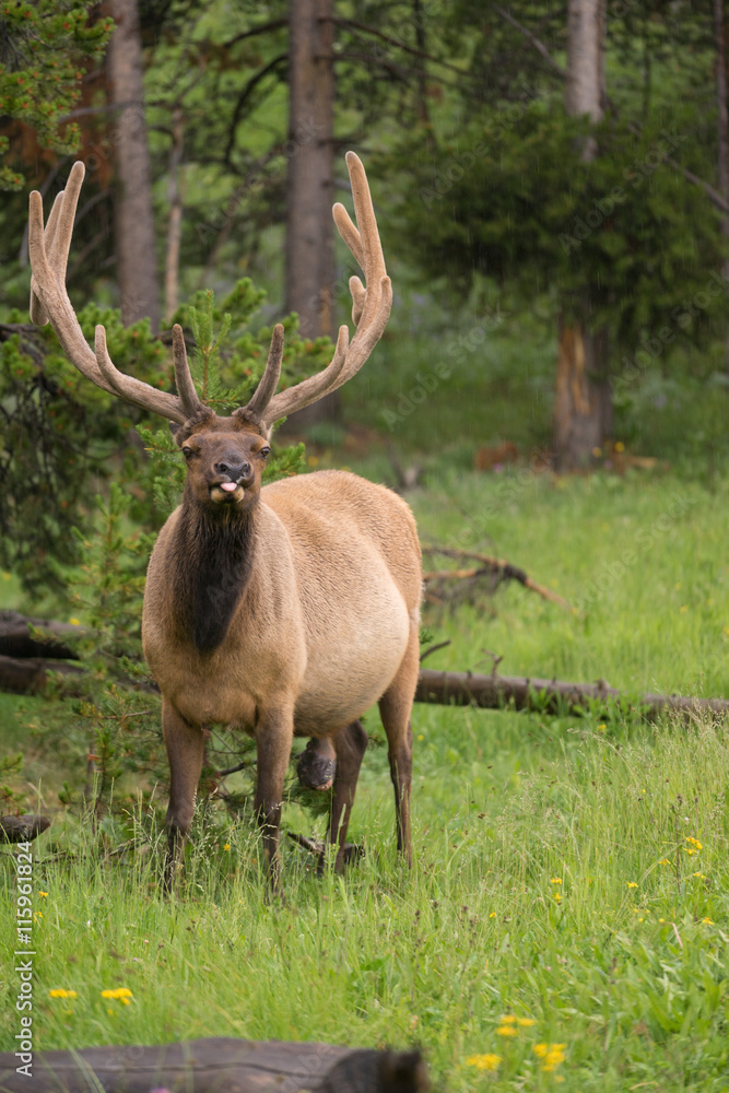 Large Bull Elk Western Wildlife Yellowstone National Park Raining Large Bull Elk Western Wildlife Yellowstone National Park Raining