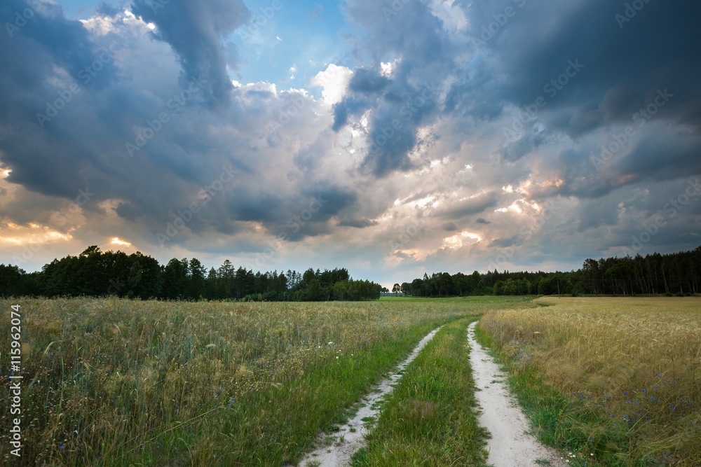 Naklejka premium Summer landscape with stormy sky over fields