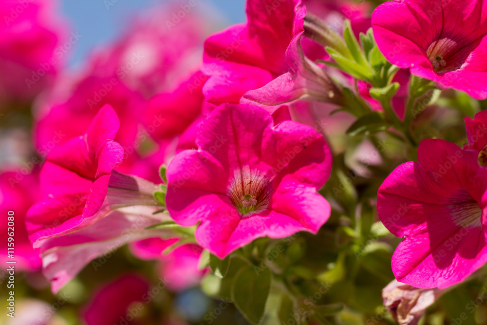 Creeping small pink flowers with green and blue background Creeping small pink flowers with green and blue background