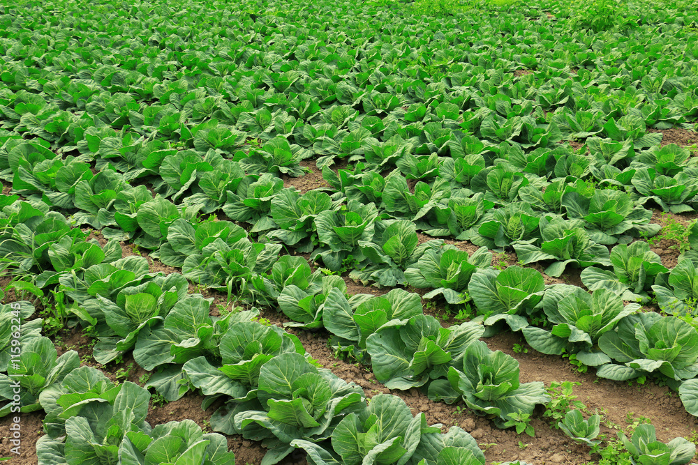 Fototapeta premium vegetable field
