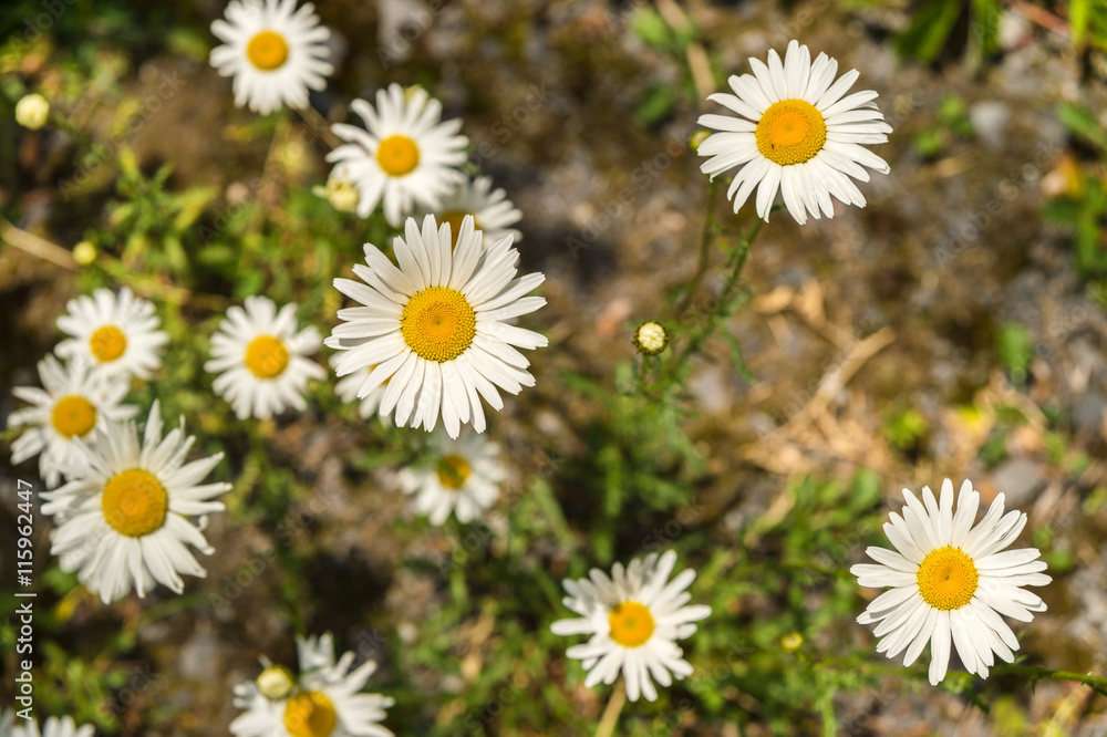 Bblooming oxeye daisy flowers